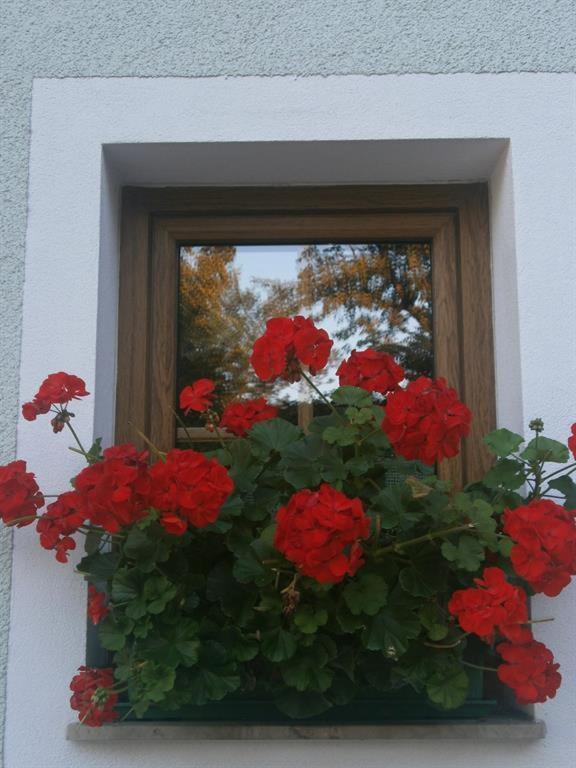 Schober Apartment